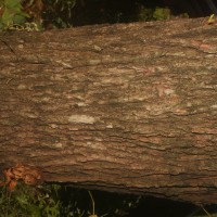 Melaleuca bracteata F.Muell.